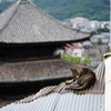 屋根上の猫