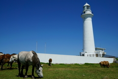 灯台と寒立馬