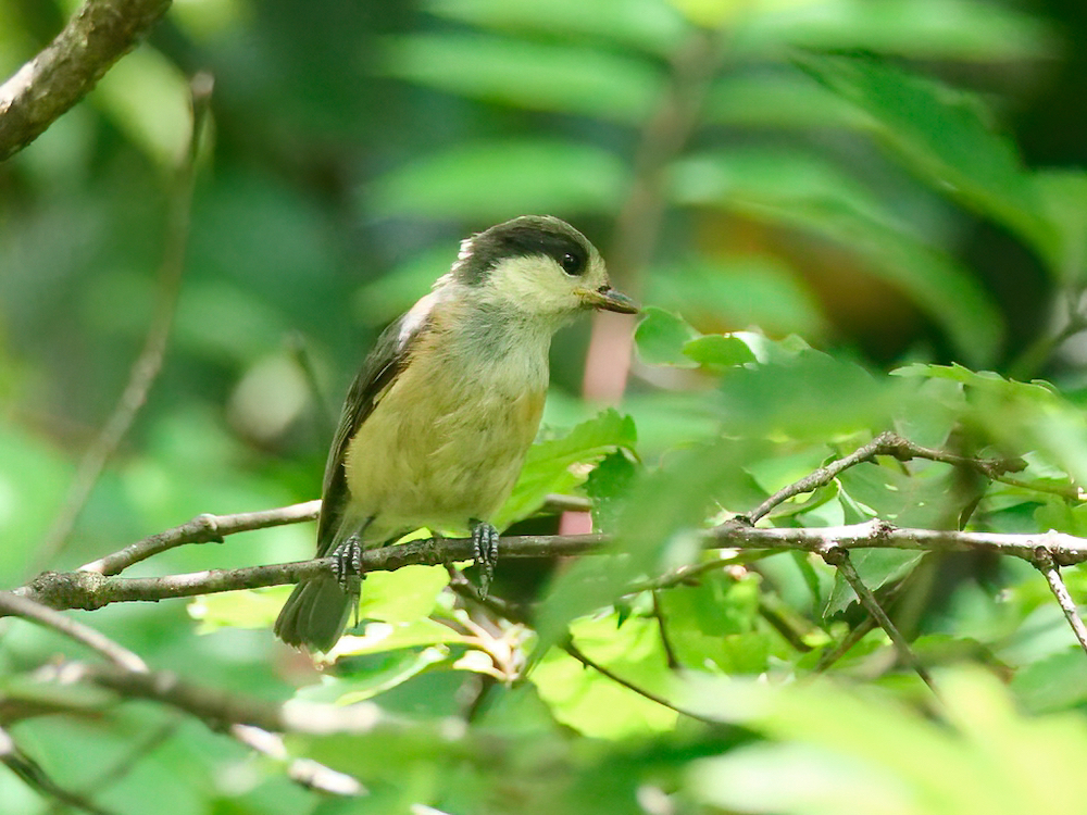 ヤマガラの幼鳥？