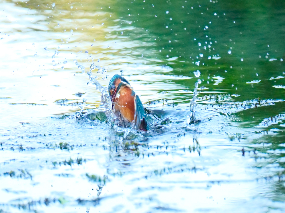 水中から