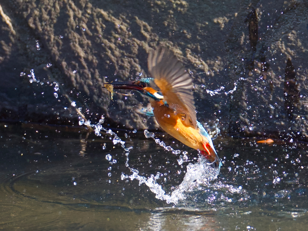 苦手な離水