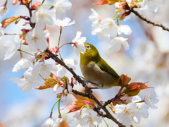 桜の蜜に首ったけ