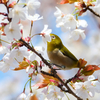 桜の蜜に首ったけ