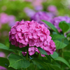 紫陽花の里にて