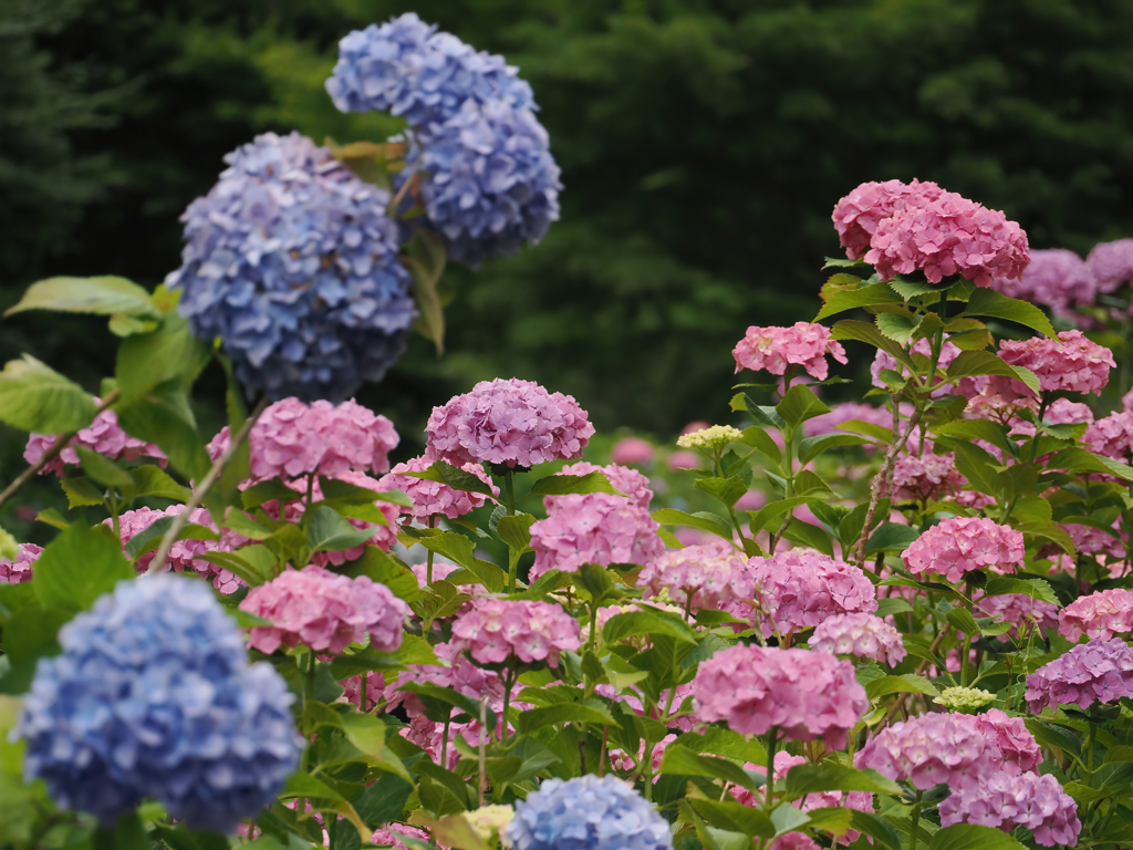 紫陽花