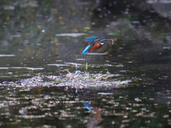 離水４