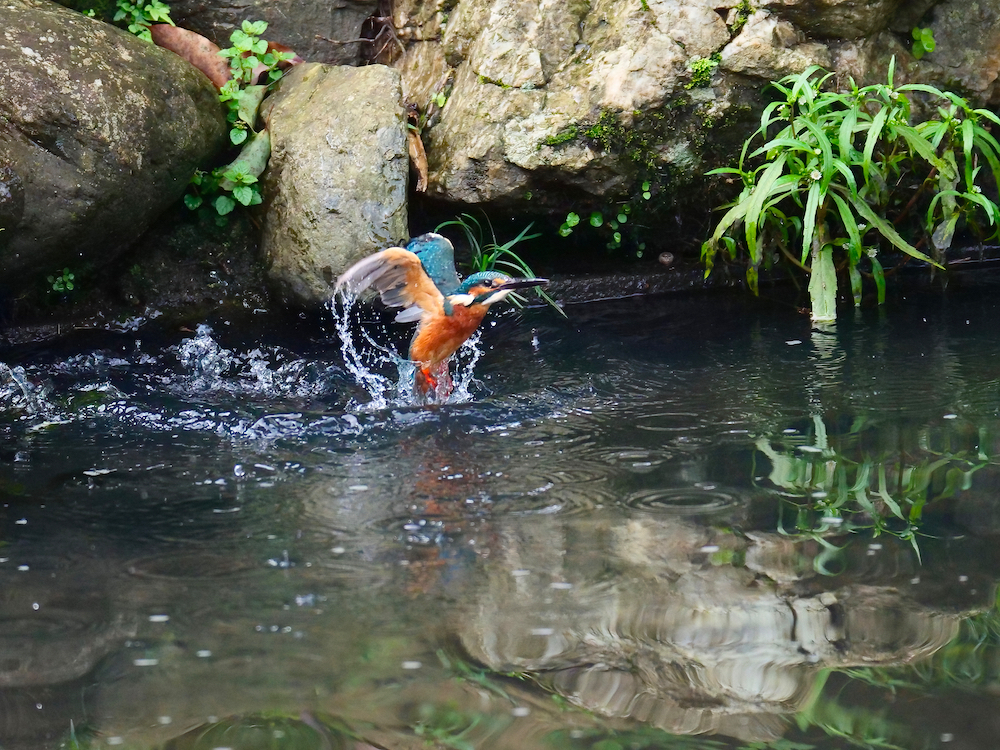離水