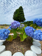 紫陽花