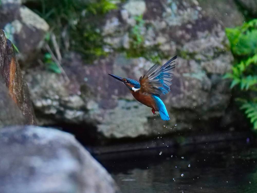 水浴び
