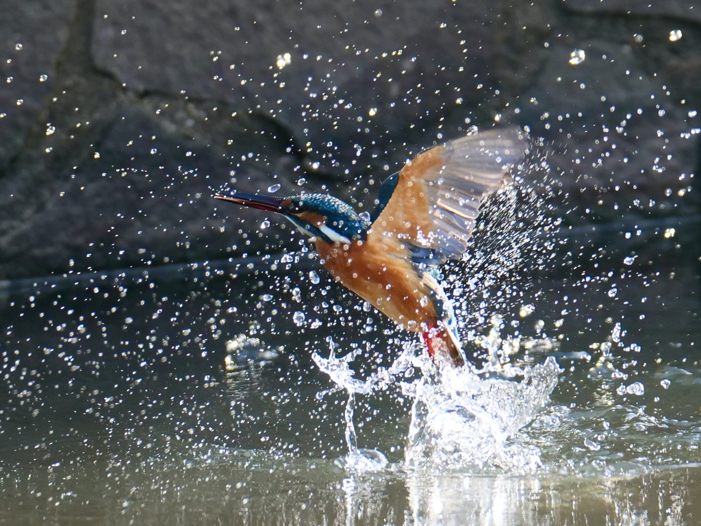 逆光