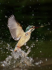 カワセミさん離水