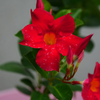 何の花？