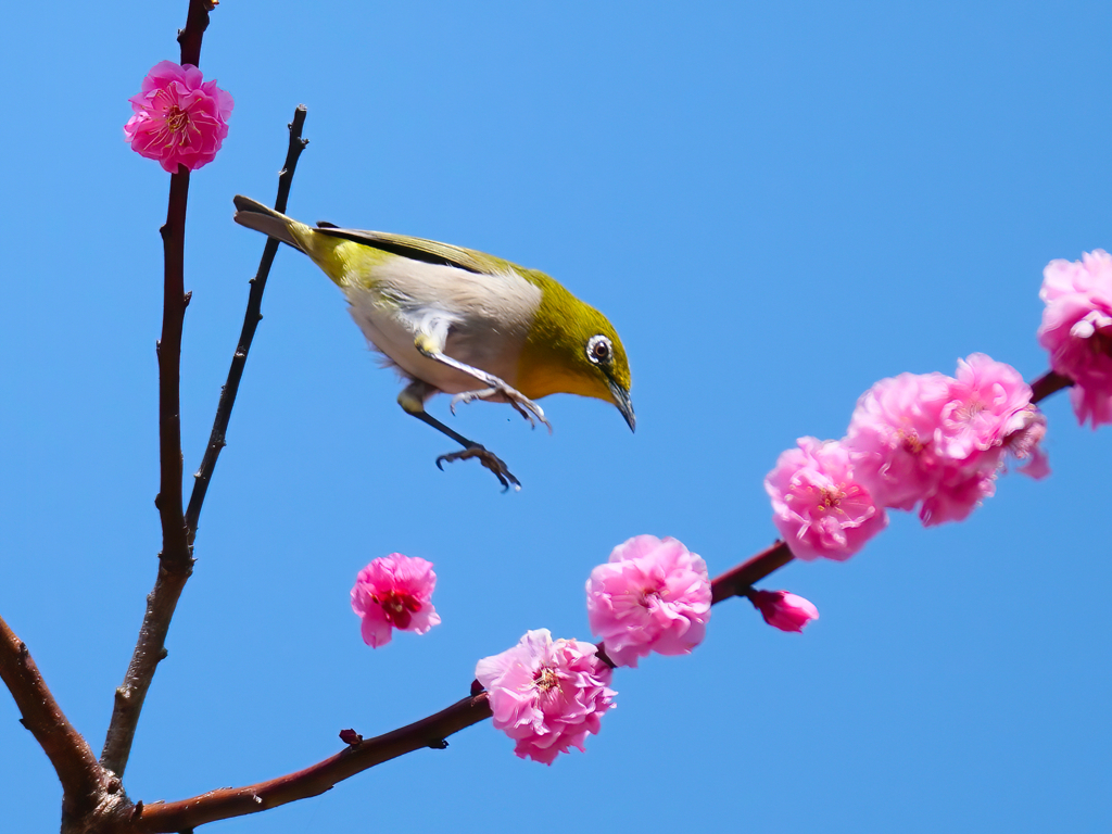 ウメジローさん、ジャンプ