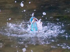 今季初離水