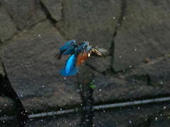 離水もどき