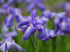 花菖蒲