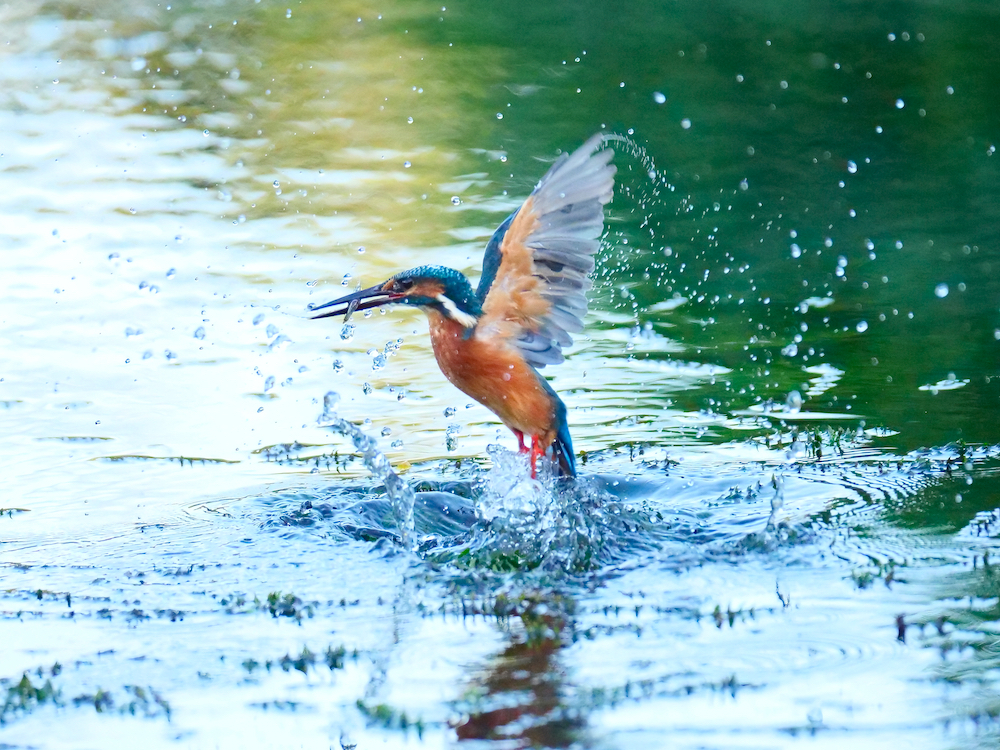 離水