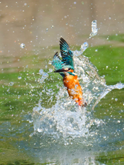 水飛沫を上げて