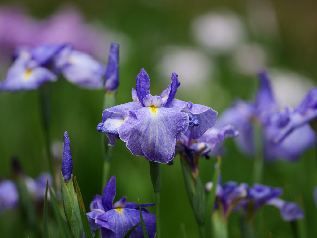 花菖蒲