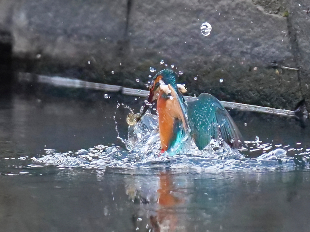 今日の離水