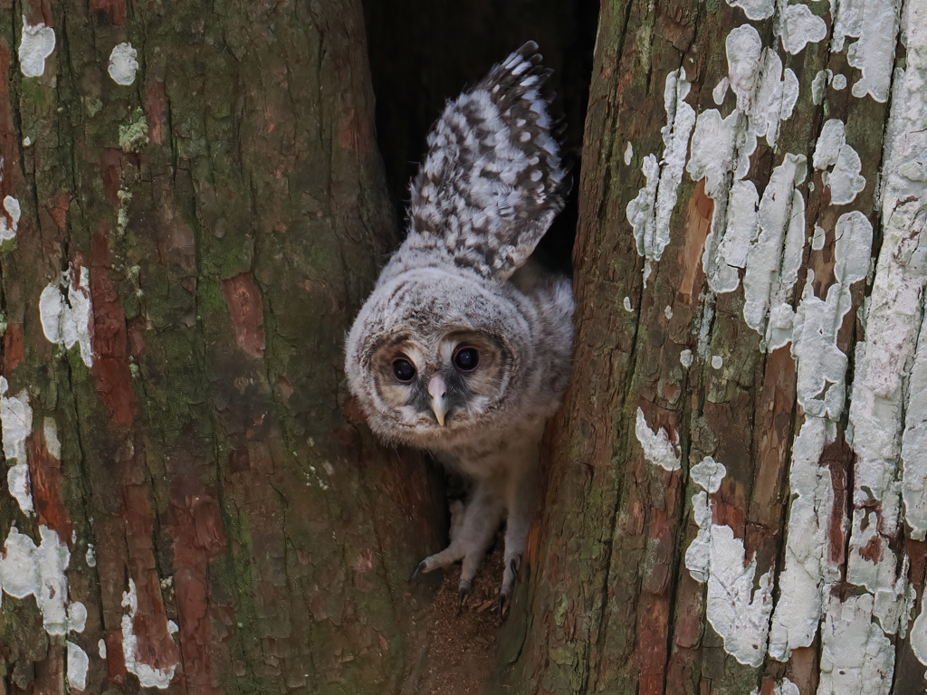 フクロウの幼鳥さん