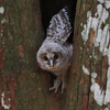 フクロウの幼鳥さん