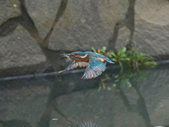 水平飛行