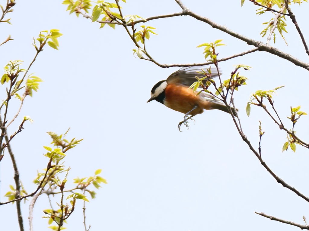 飛翔するヤマガラ君
