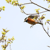 飛翔するヤマガラ君