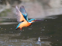 水平飛行