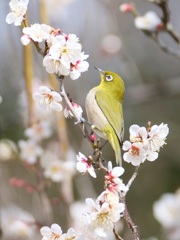 ウメジローさん