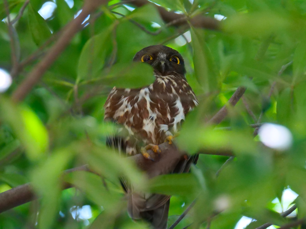 アオバズク通信