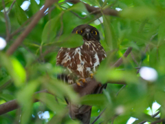 アオバズク通信