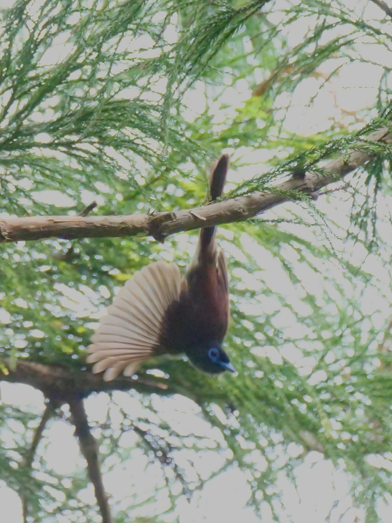 サンコウチョウ飛び出し