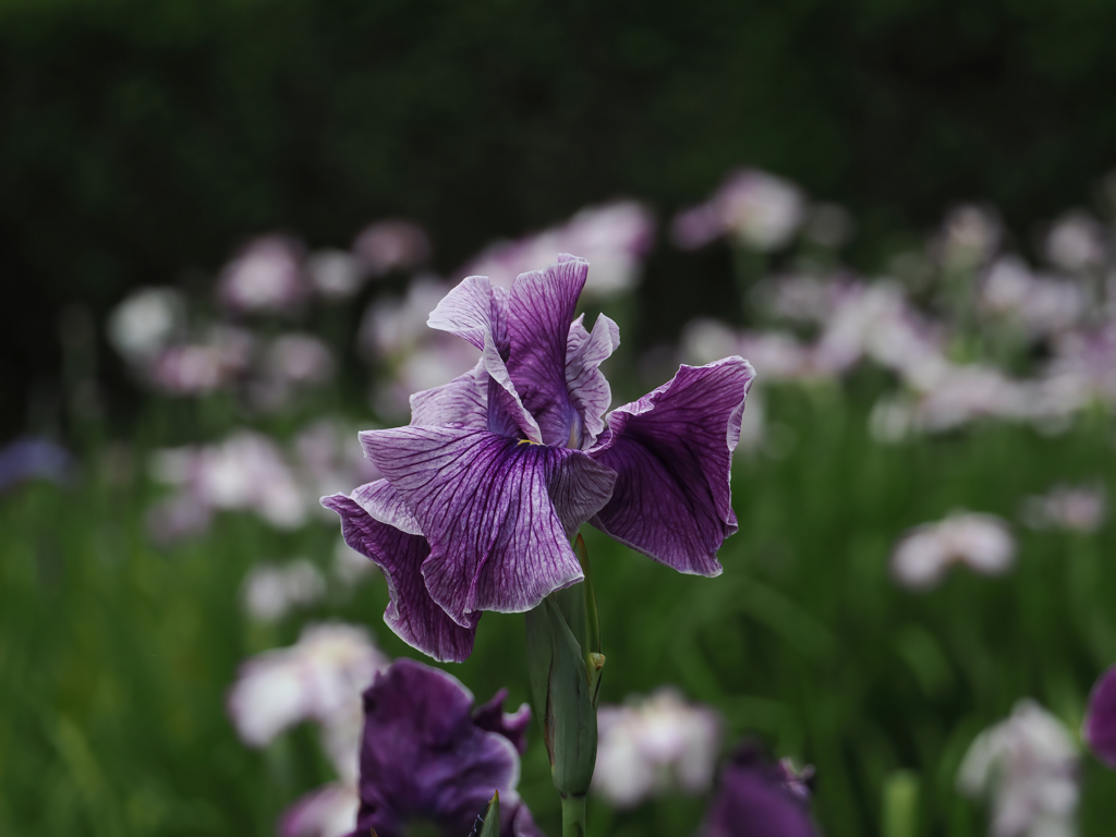 菖蒲