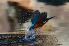 水滴の輝き