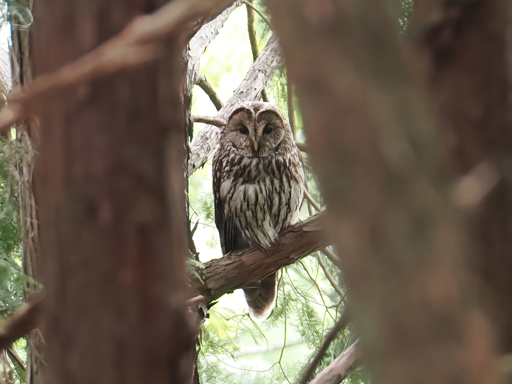 フクロウさん