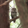 フクロウさん
