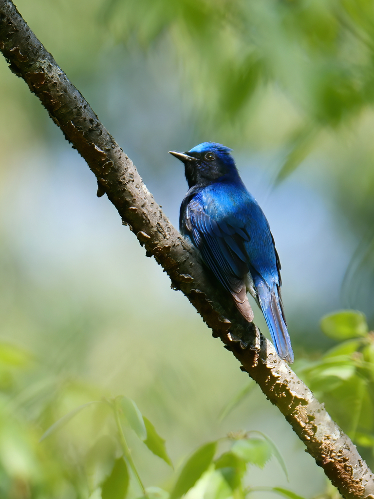 しあわせの青い鳥