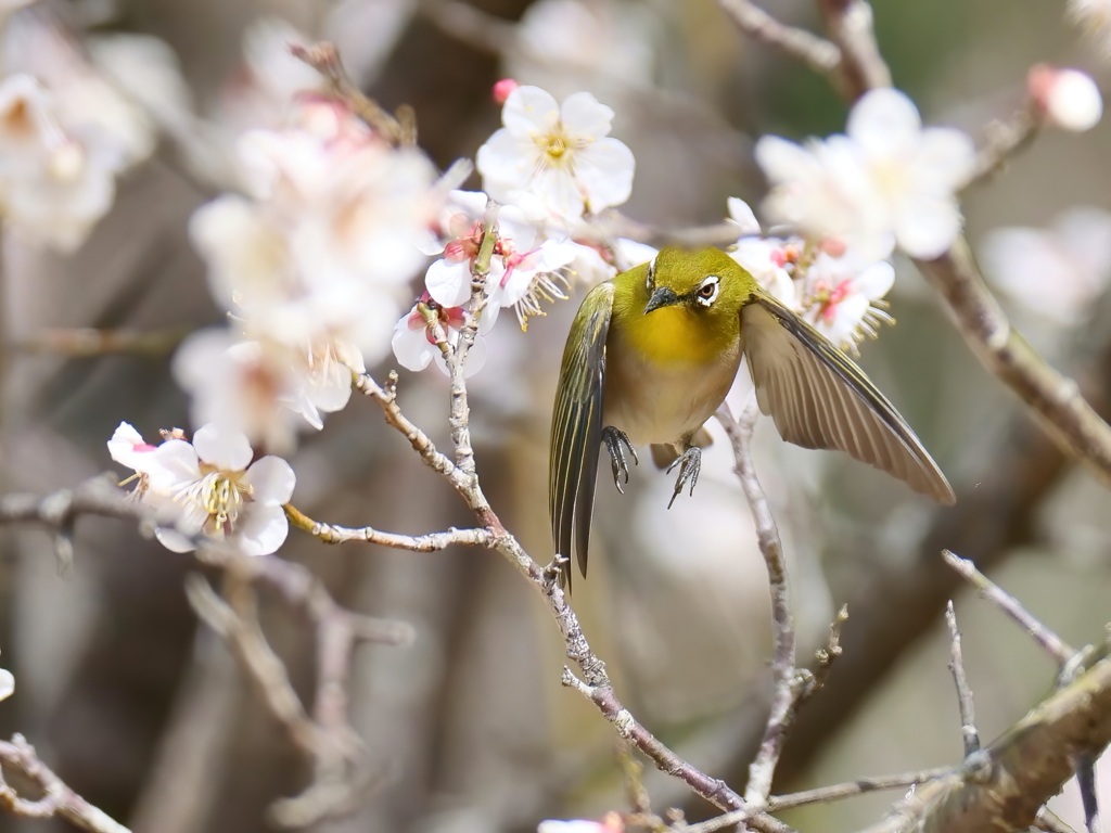 ウメジローさんの飛び出し