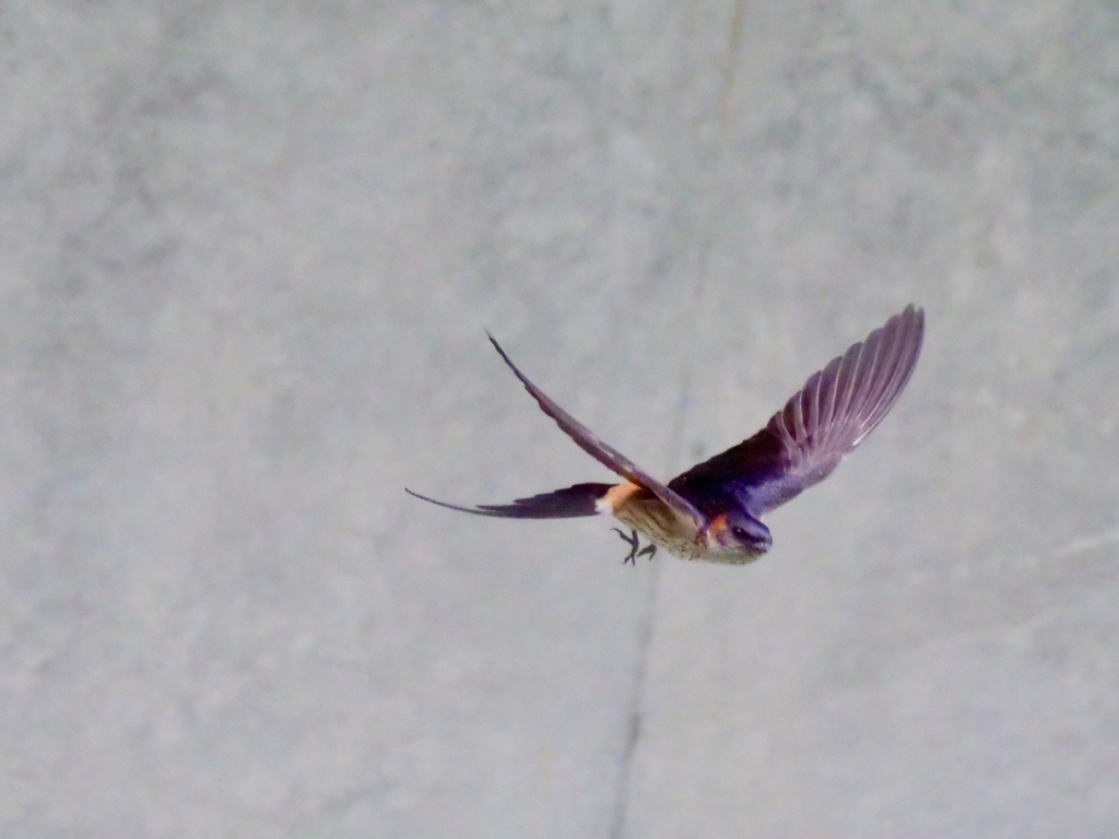 コシアカツバメ