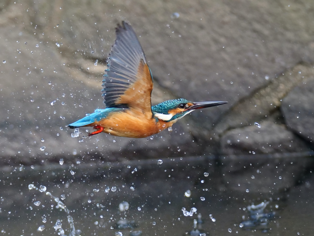 水平飛行