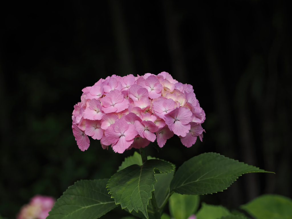 紫陽花
