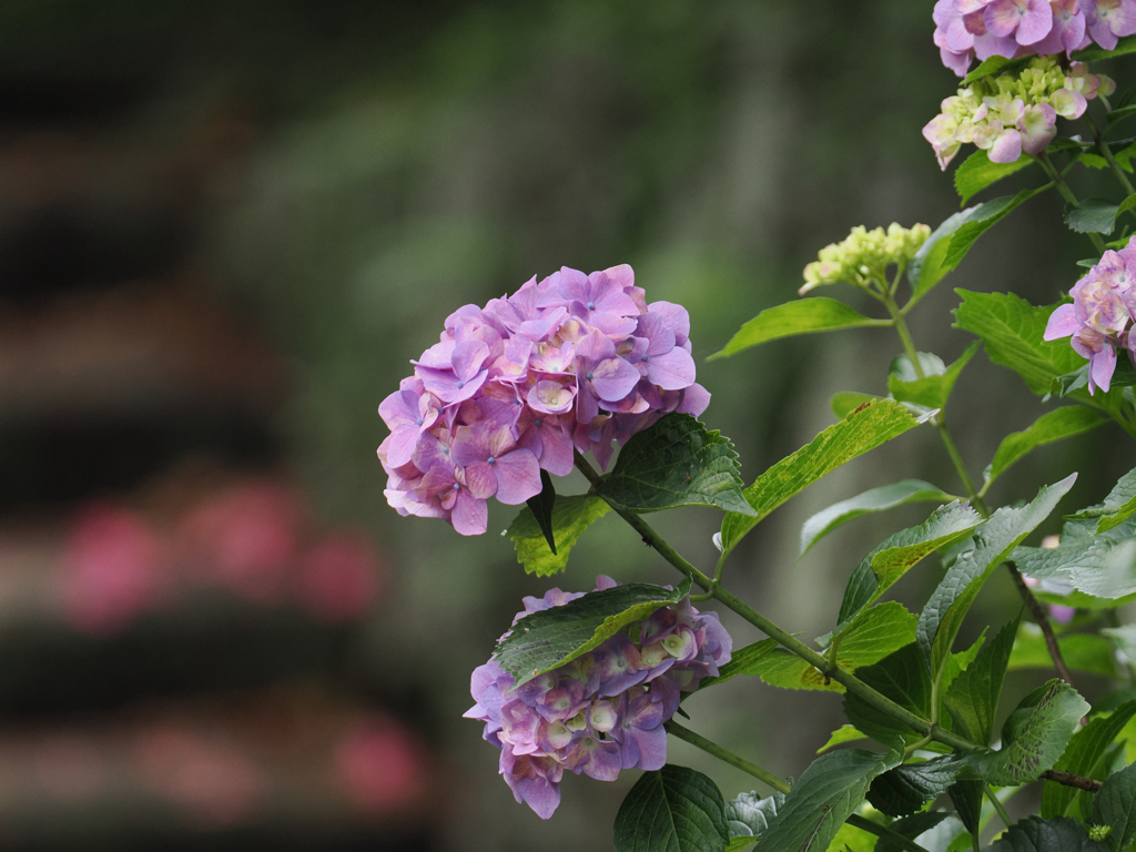 梅雨の花