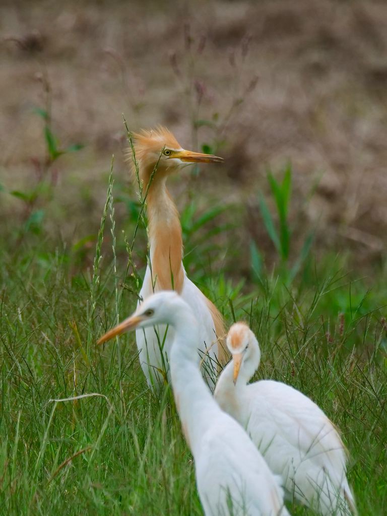 アマサギ