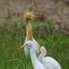 アマサギ