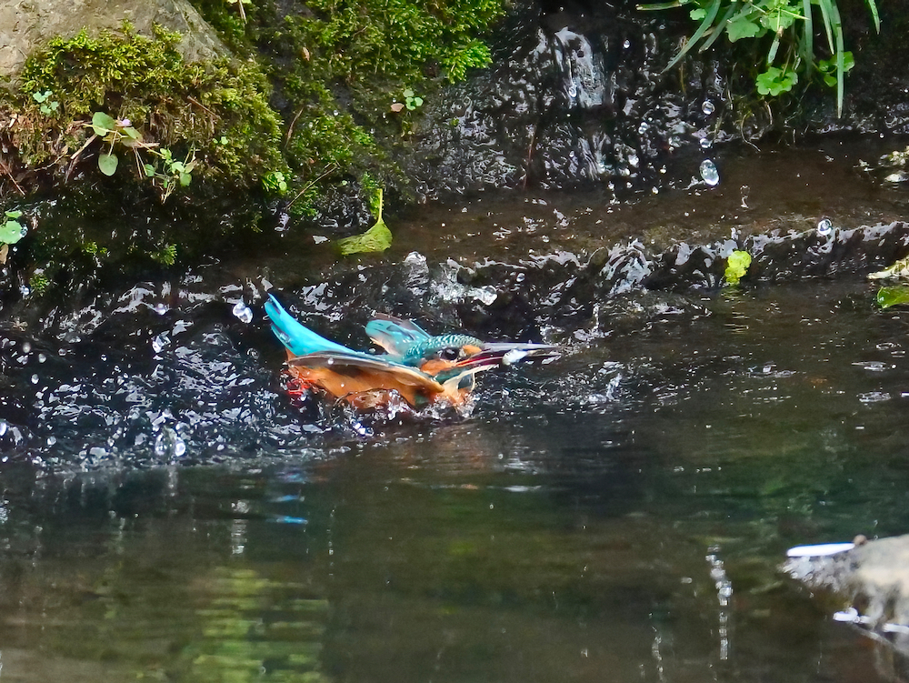 着水