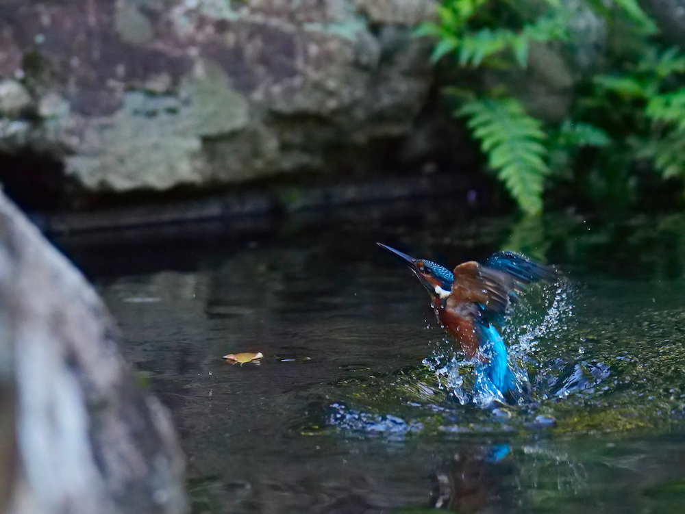 水浴び
