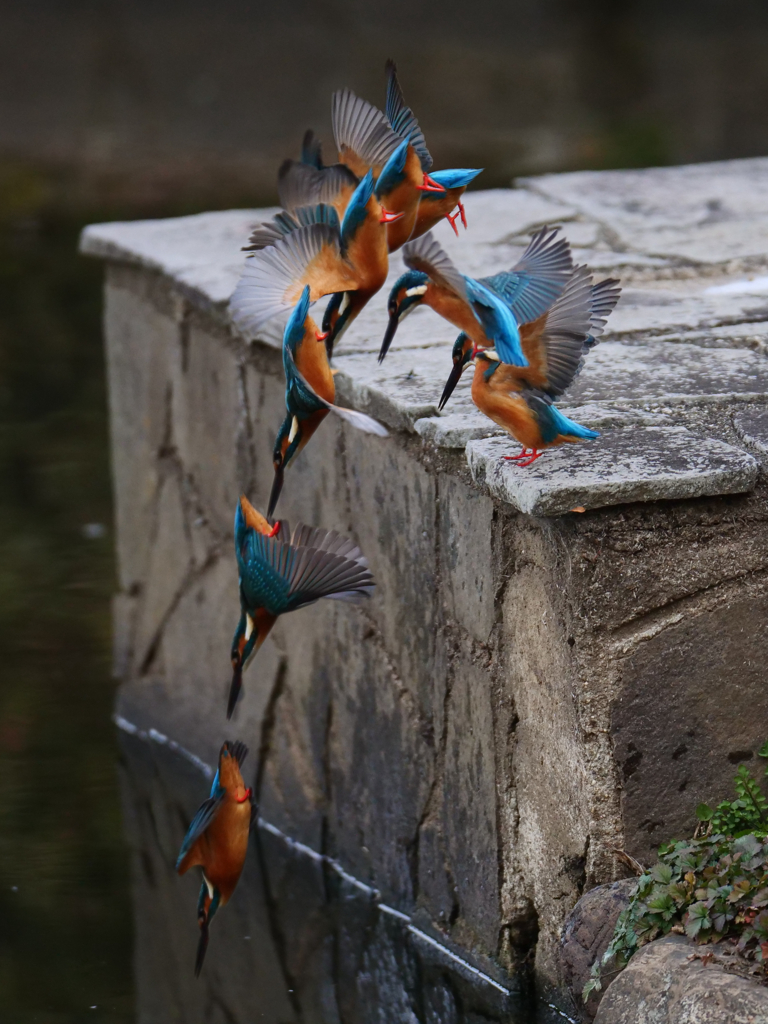 連続写真