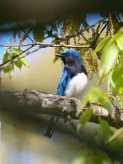 Blue Bird
